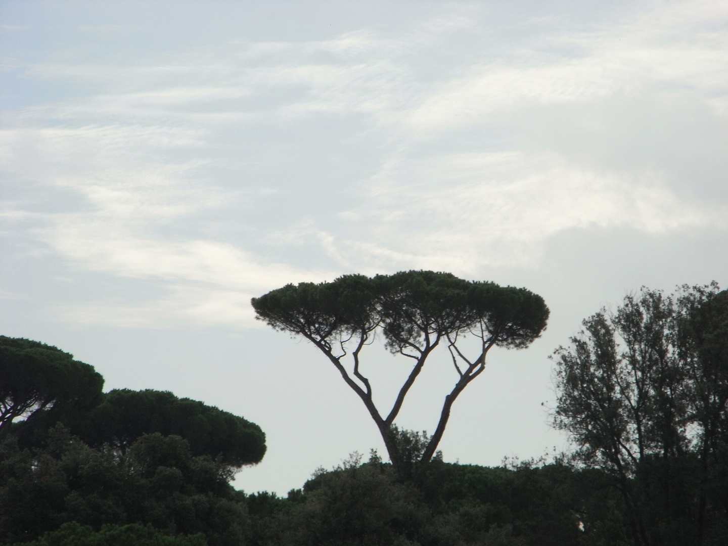 ROMA CITTA' UNICA VILLA BORGHESE I