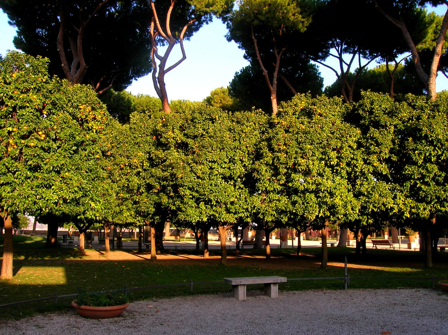 Roma giardino degli aranci Foto Immagini la mia città, animlii