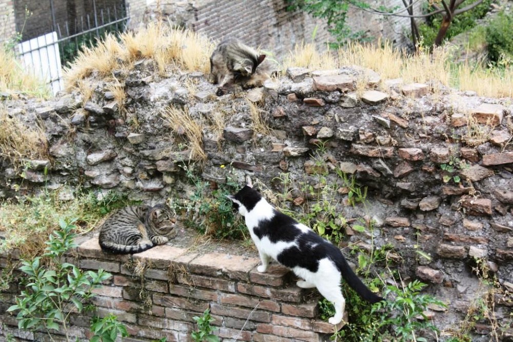 Roma  ....Roman Cats