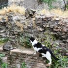 Roma  ....Roman Cats