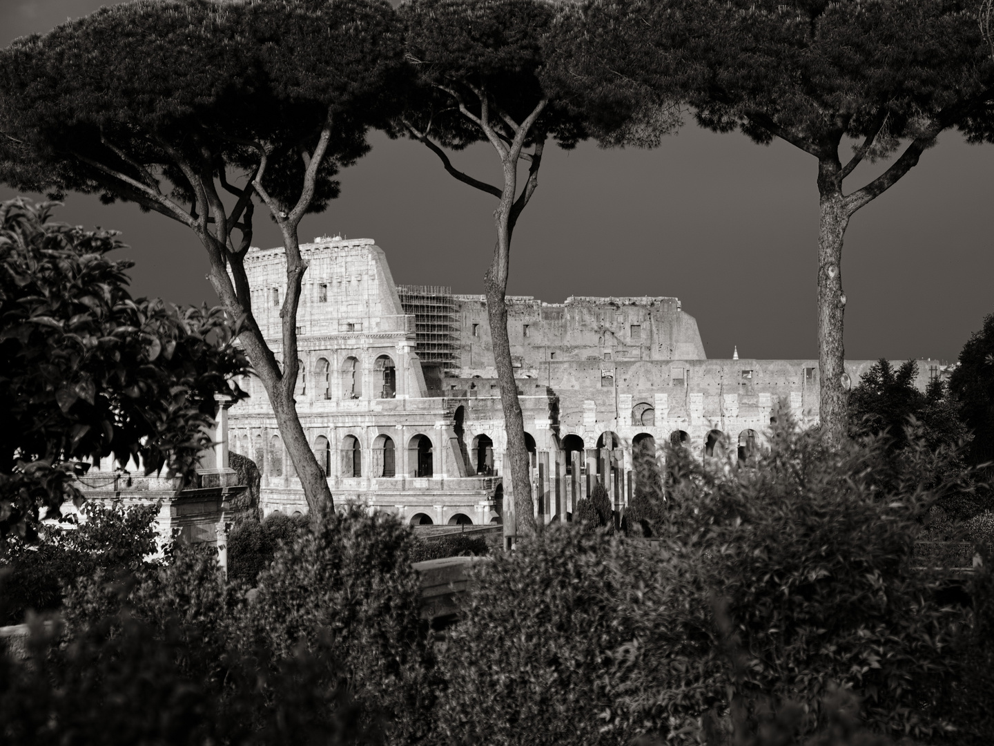 ROMA7325_44mm_f5_6