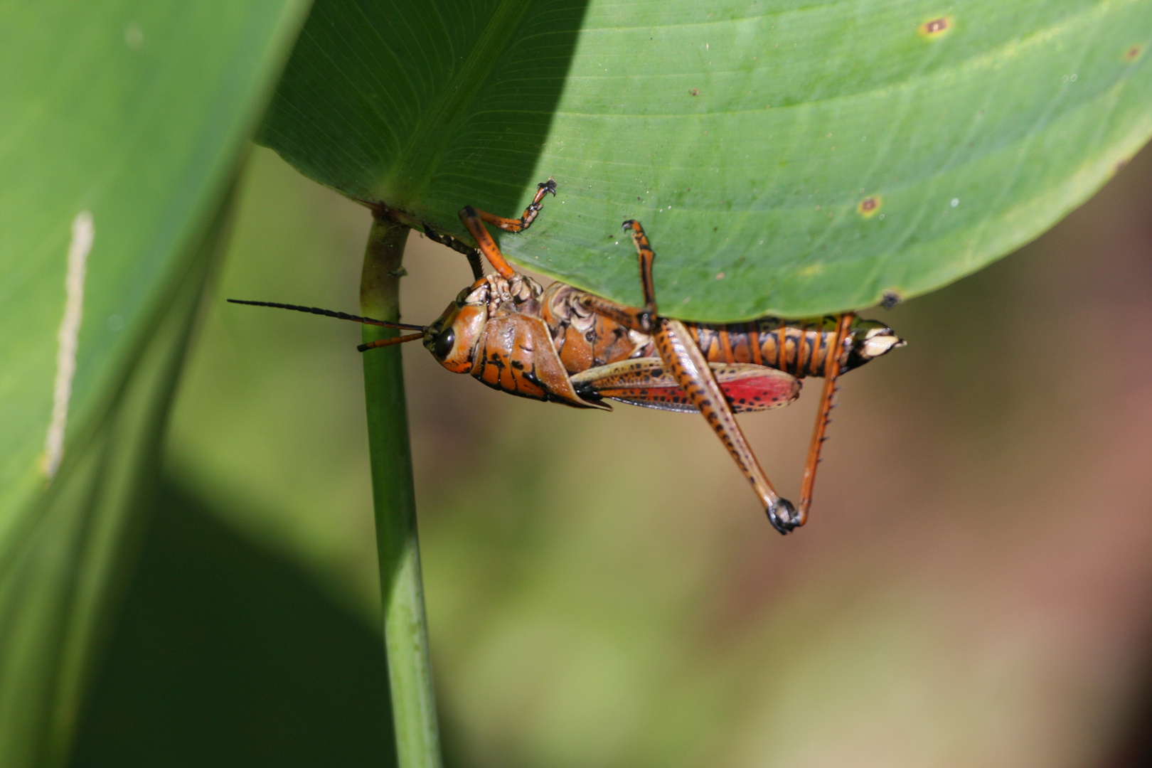 Romalea microptera