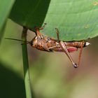 Romalea microptera