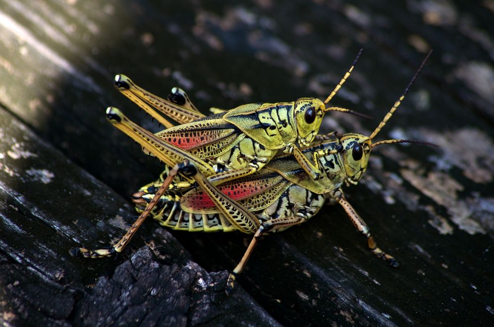 Romalea microptera - Kurzfühlerschrecke