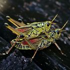 Romalea microptera - Kurzfühlerschrecke