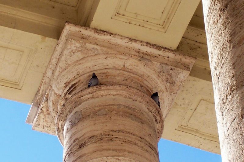 roman pigeons