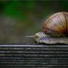 Roman Snail