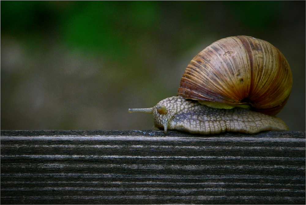 Roman Snail