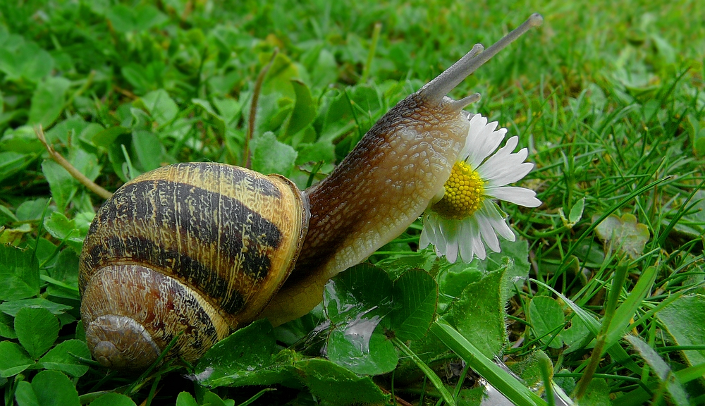 Roman Snail