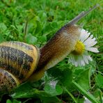 Roman Snail