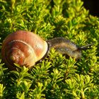 Roman Snail