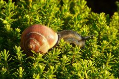 Roman Snail