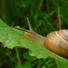 Roman snail