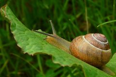 Roman snail