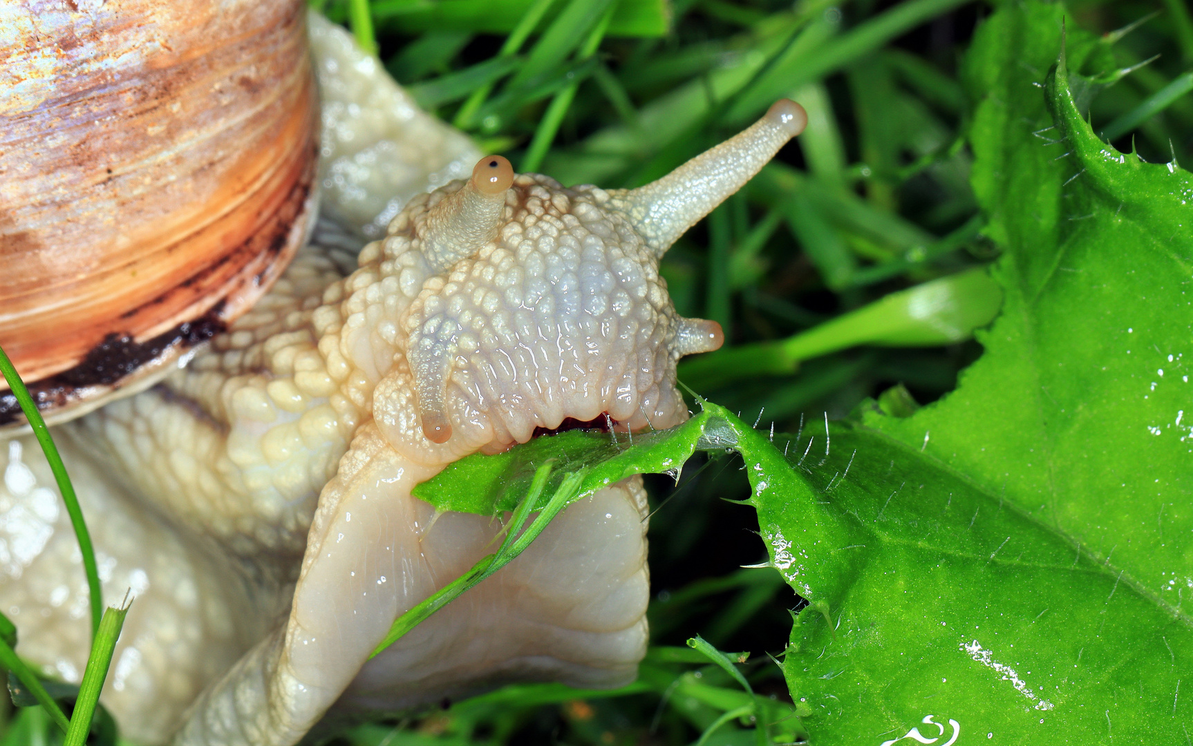 Roman snail, Weinbergschnecke, Helix pomatia frisst Distelblatt mit spitzen Stacheln