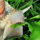 Roman snail, Weinbergschnecke, Helix pomatia frisst Distelblatt mit spitzen Stacheln
