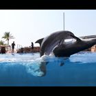 romancing dolphins in Marineland - Mallorca