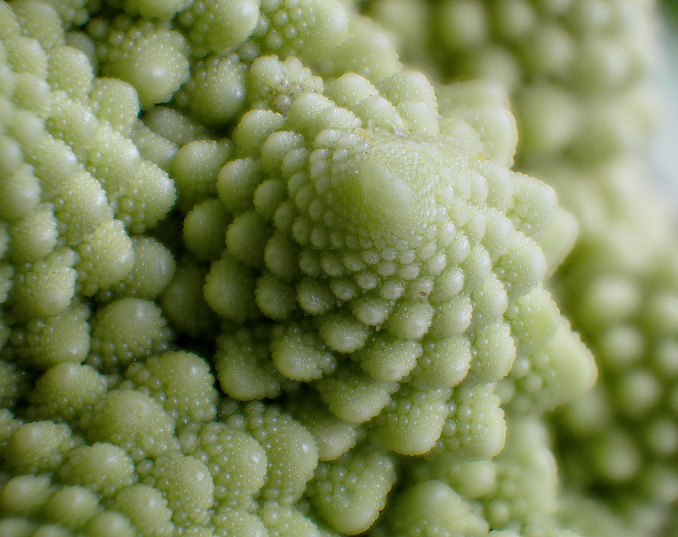 Romanesco