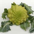 Romanesco