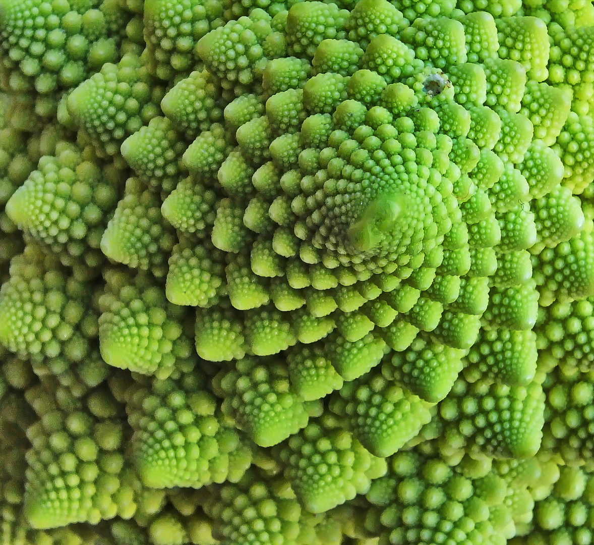 Romanesco