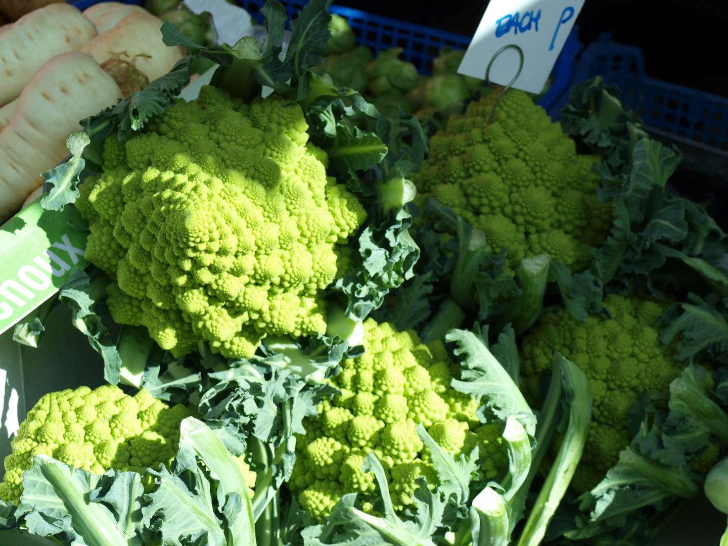 Romanesco