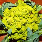 Romanesco am Abend