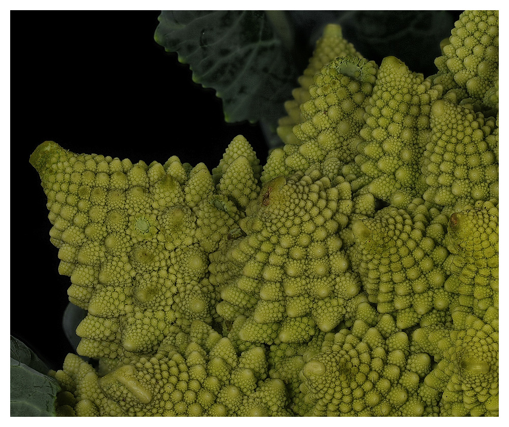 Romanesco broccoli