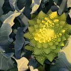 Romanesco