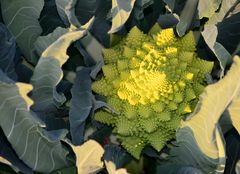 Romanesco