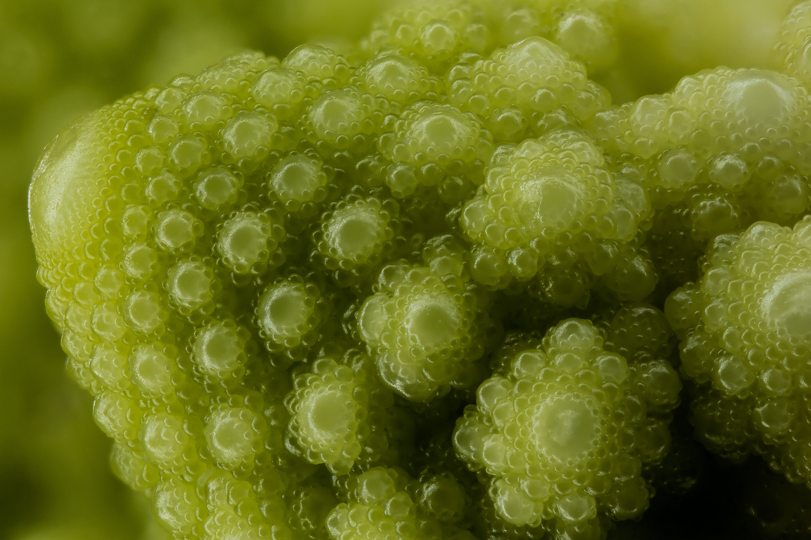 romanesco etwas vergrössert...