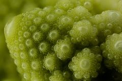 romanesco etwas vergrössert...