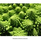 Romanesco - Fibonacci  &  Fraktale