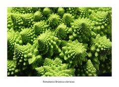 Romanesco - Fibonacci  &  Fraktale