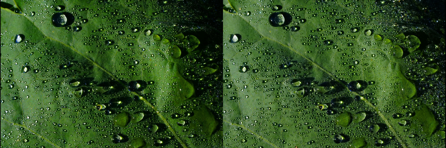  Romanesco hydrophob (3D-X-View)