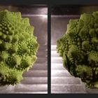 Romanesco molto fresco