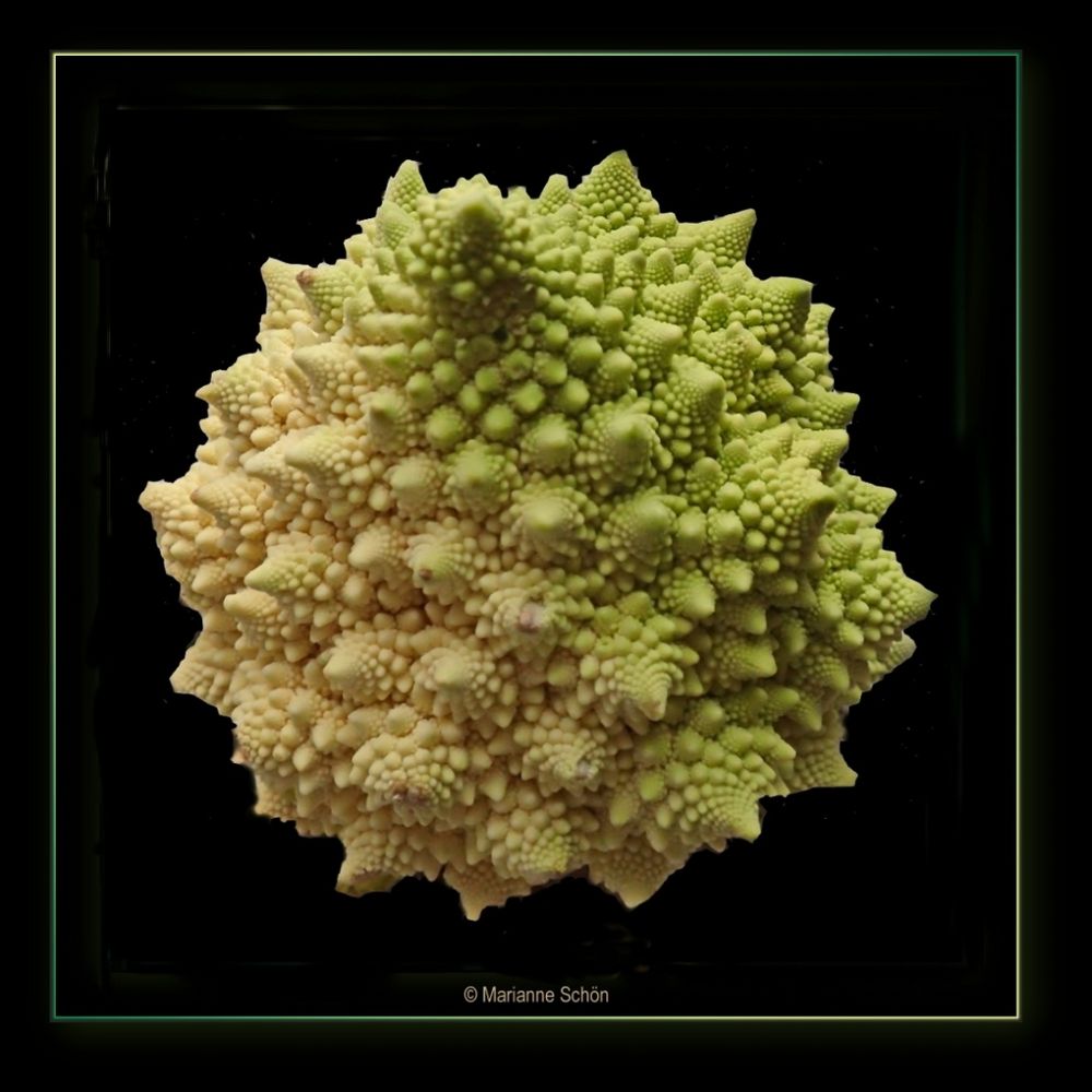 ...Romanesco...Brassica oleracea... 