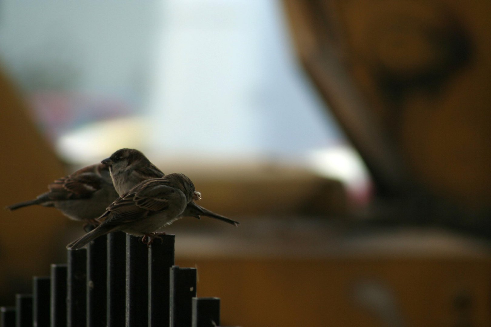 Romania song birds
