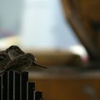 Romania song birds