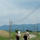 Romanian Shepherds