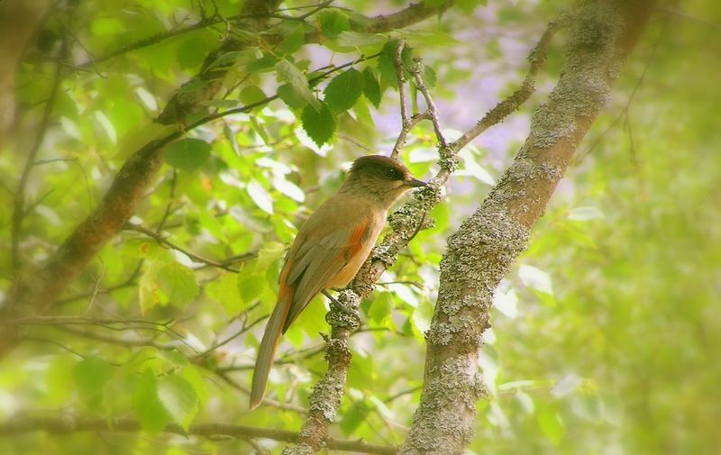 Romantic Bird