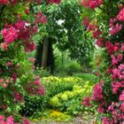 romantic garden