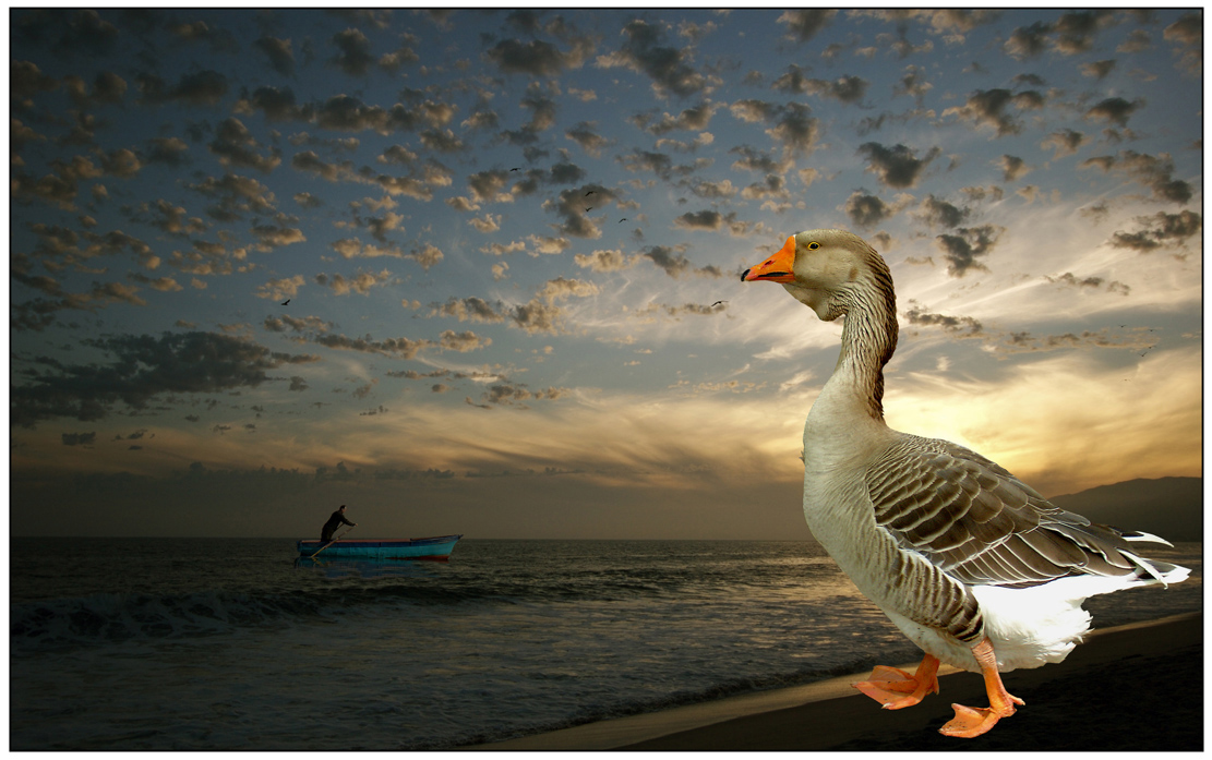 Romantic Goose And Fisherman