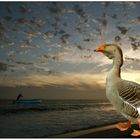 Romantic Goose And Fisherman