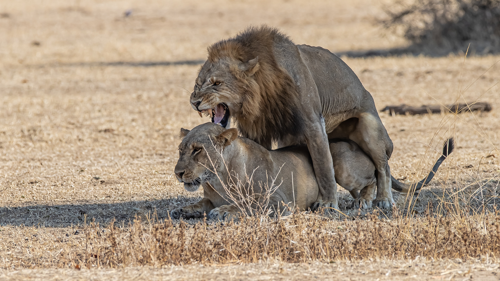 Romantic Moment in Africa