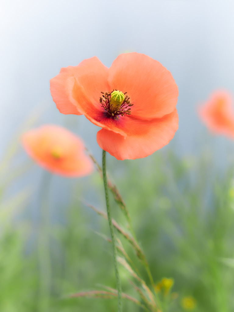 Romantic poppy dream