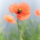 Romantic poppy dream