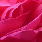 romantic rose #21 (KS-213)