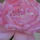 romantic rose #22 (KS-222)