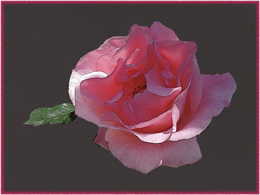 Romanticismo parte 6 : una rosa delicata come il velluto per un momento importante