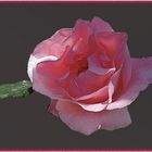 Romanticismo parte 6 : una rosa delicata come il velluto per un momento importante